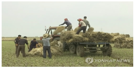 추수하는 북한 농부들