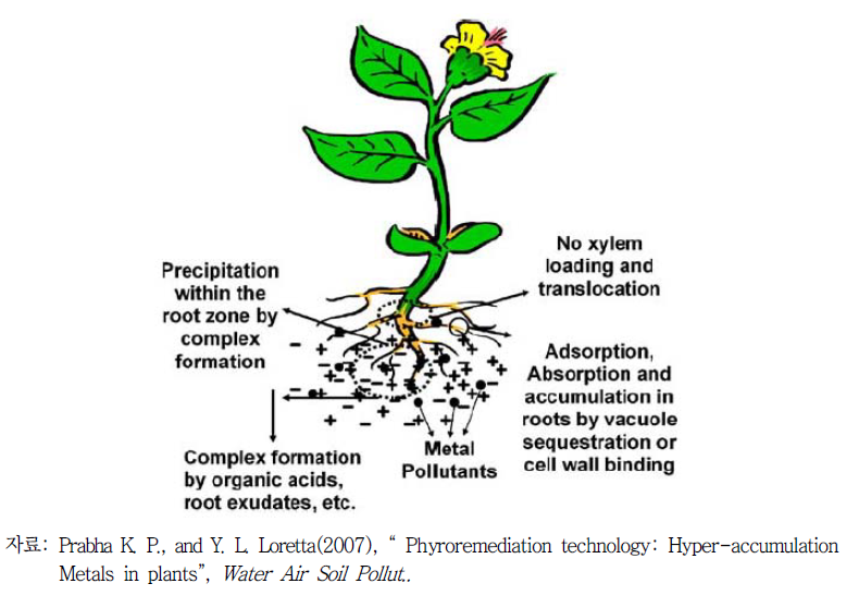 Schematic mechanisms of phytostabilization