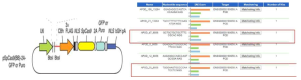 pX33L 플라스미드 및 ApoD 특이 sgRNA sequence 선택