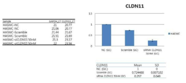 Cldn11 유전자는 혈관근육세포에서 발현됨을 확인 할 수 있었음.