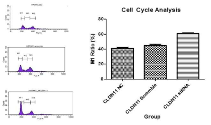 PI 염색 후 유세포 분석을 통한 cell cycle 분석.