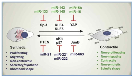 microRNA에 의한 혈관근육세포 표현형 변화 조절