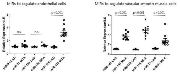 qRT-PCR을 통한 관상동맥 및 중뇌대동맥 근육세포에서 miRNA의 발현.