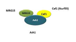 ASH1L 의 복합체 구성