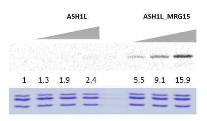 MRG15에 의한 ASH1L 활성증가