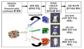 세포 시스템 모식도