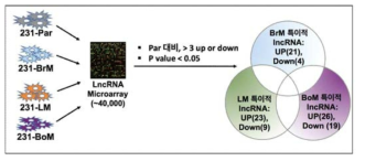 기관 특이적 전이 능력에 따라 발현이 변하는 lncRNA 후보군 선정