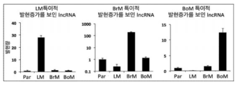 lncRNA 후보군 발현 검증 (대표결과 예시)