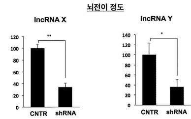 lncRNA 후보군 발현 저하에 따른 뇌전이 변화