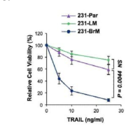 TRAIL에 따른 세포 viability 분석