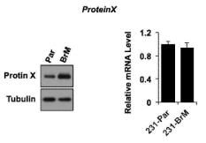 Par 과 BrM에서 protein X 발현양 비교