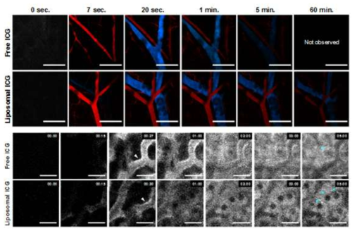 마우스 생체 내 귀 피부 조직(위)과 간 조직(아래)에서의 일반 ICG와 리포좀 ICG의 혈관 내 순환 및 대사 양상의 실시간 영상화