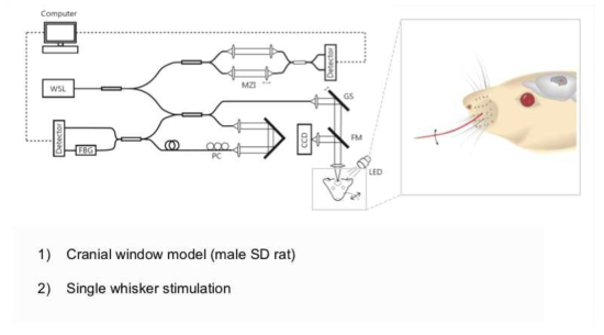 Rat에서 whisker stimulation을 통한 neurovascular coupling 관측.