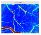 CBF 측정 영상 (mouse brain의 표면 혈관)