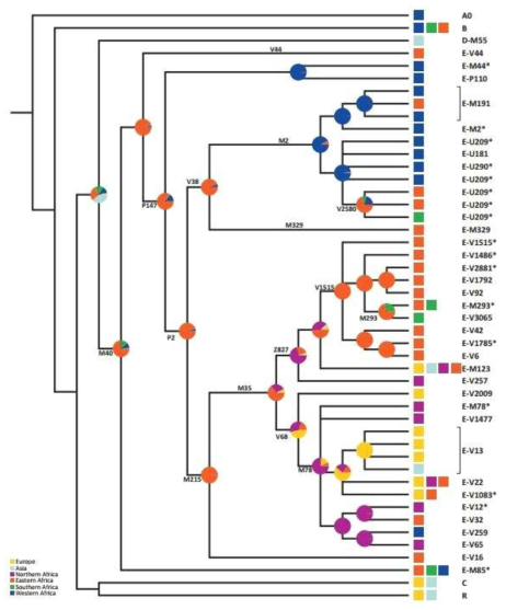 Phylogenetic relationships of the targeted Y-SNPs and the geographic haplogroup classification