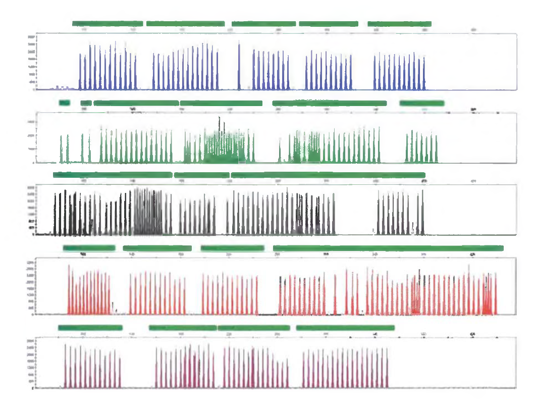 GeneMapper® ID-X Software vl.4 plot of the GlobalFiler Allelic Ladder.