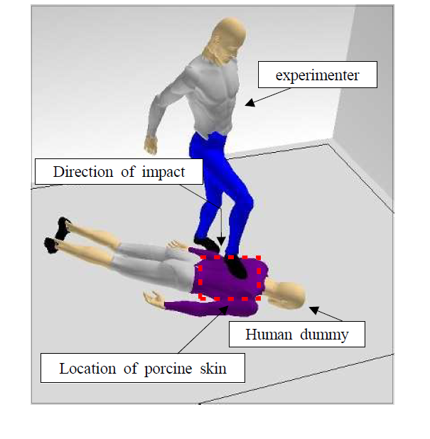 Through the 3d program, the experimenter visualized the stance of striking the specimen using shoes.