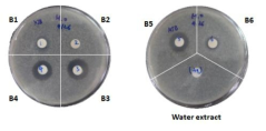 부탄올분획물을 실리카겔 크로마토그래피로 분리한 분획물(B1―B6) 및 물분획물의 벼 도열병균(Magnaporthe oryzae)에 대한 살균활성