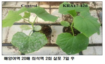 방선균 KRA17-426 배양여액의 오이 흰가루병 예방효과