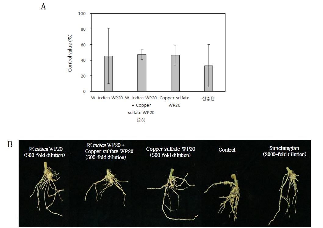 W. indica 분말수화제의 멜론 포장에서의 뿌리혹선충병에 대한 방제효과(A) 및 처리구 사진(B).