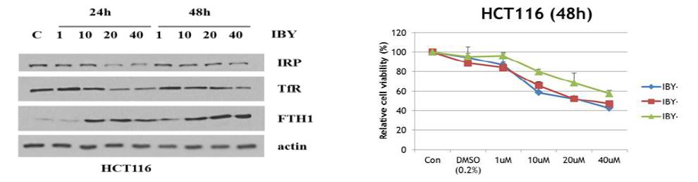 IBY-0018의 HCT116 철대사 인자 하위신호 변화 및 세포 성장 억제