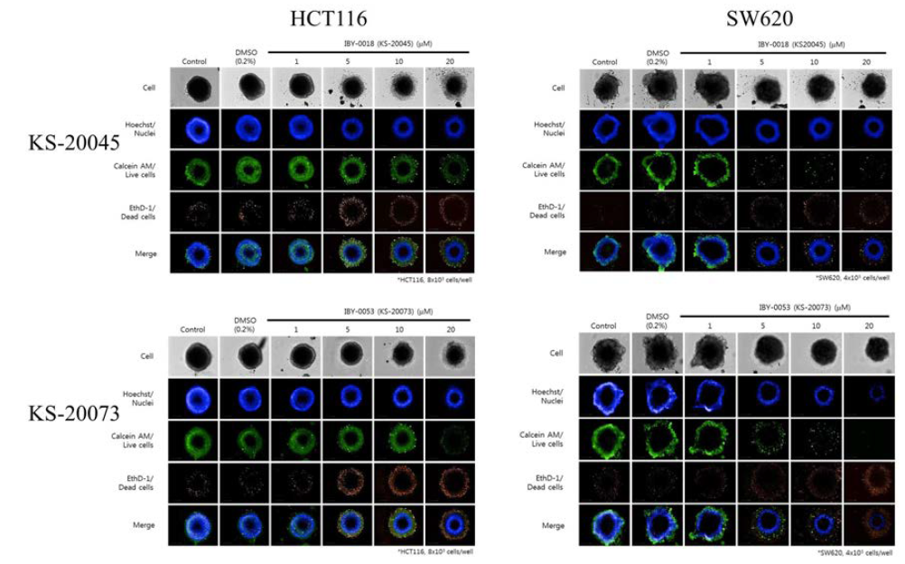 KS 화합물의 대장암 세포주 HCT116, SW620의 3D 성장 저해 이미지