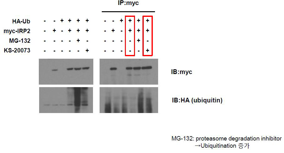 유효물질 처리 후 IRP2의 유비쿼티네이션(degradation) 확인