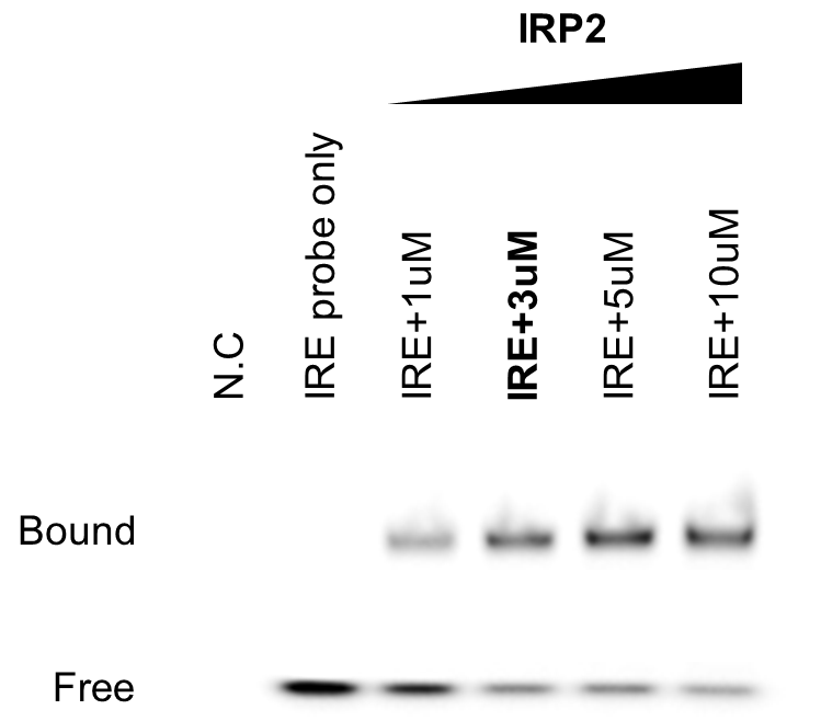 KS-20073의 IRP2/IRE interaction 억제 평가