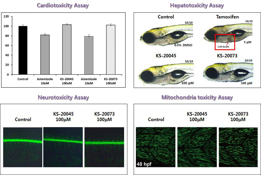 KS-20045, KS-20073에 의한 zebrafish 내 심장, 간, 신경, 미톹콘드리아 독성 분석