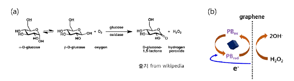 (a) Reaction catalyed by glucose oxidase, (b) catalytic reaction PB covered with graphene by hydrogen peroxdie from (a).