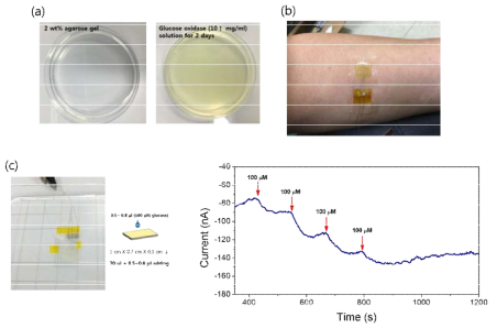 (a) agarose gel with and without glucose oxidase. (b) PET/PB/Graphene/hydrogel (glucose oxidase) on human skin (c) glucose response of PET/PB/Graphene/hydrogel (glucose oxidase).