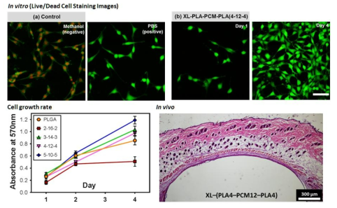 XL-PLA-PCM-PLA 열경화성 수지 탄성중합체의 세포호환성을 평가하기 위하여 촬영한 NIH 3T3 쥐의 배아 섬유아세포