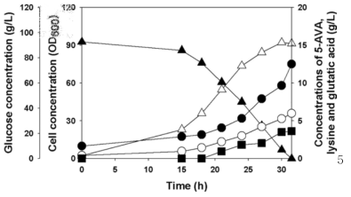 재조합 코리네박테리움 C. glutamicum KCTC 1857 pCES208H30-DavBA의 회 분식 발효를 통한 억새풀 당화액으로부터 5-AVA의 생산