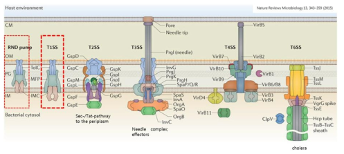 효소의 세포 외래 분비에 관련된 세균의 단백질 분비경로