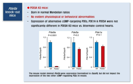 PDE9A validation in knock-out mice-1