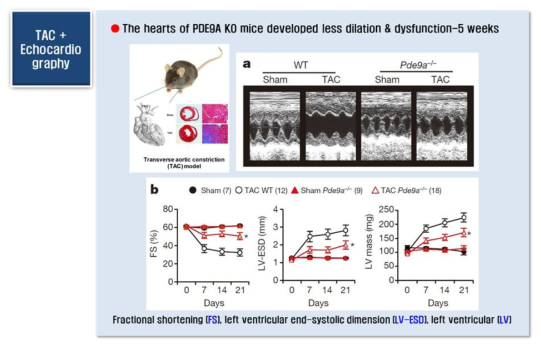 PDE9A validation in knock-out mice-2