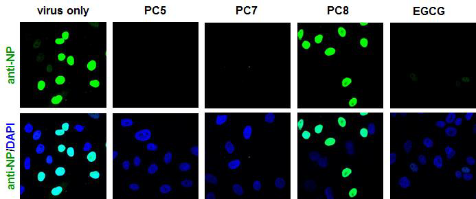 Confocal microscopy. 인플루엔자 A 바이러스가 감염된 세포에 각 화합물 100 mM 농도로 처리하여 viral NP의 존재를 확인함