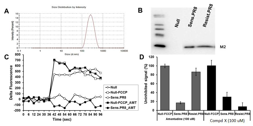 Compound X에 의한 M2의 proton channel activity 감소