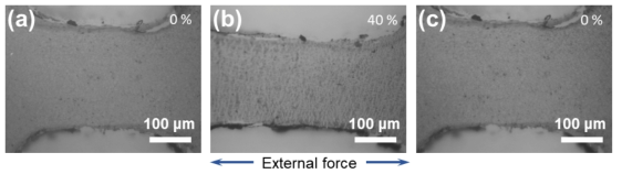 (a–c) OM images of the graphene layer, which is sandwiched by the PDMS layer, under 0 %, 40 %, and 0 % (restored) strains, respectively, applied in the indicated direction.