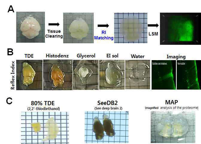 기존 보고된 뇌투명화 기술에서 CLARITY, PACT 등 투명화 단계화 굴절률(Index matching) 일치화 단계를 거쳐 이미징 하여야 함 (A). 기존 여러 방법들은 갈변화와 RI Solution의 viscosit가 너무 높아 기포가 자주 생김(B). 기포발생문제와 Viscosity를 최상화하고자 한 방법들도 투명화와 조직변형의 기술적 한계가 있음(C)