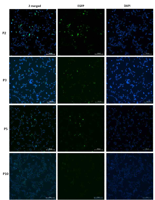 알츠하이머 병 환자 유래 뇌조직 에서 추출한 PHF를 tauRD를 발현하는 HEK293T에 처리하고 passages 2, 3, 5 & 10에서 형광현미경을 이용하여 찍은 사진