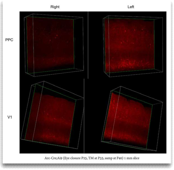 V1, PPC 대뇌피질의 1mm 슬라이스 샘플을 투명화 한 후 10x 저배율로 3차원 재구성.