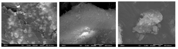 합성된 HM-F01 , 02, 03 촉매의 SEM 표면 사진