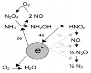 Nitrosomonas의 호기적 암모늄 산화 과정