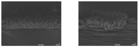 Moth-eye 구조를 가진 SiO2 코팅층의 SEM 단면 사진.