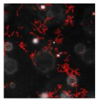 출력된 Particle의 Brownian motion 추적 (빨간선)