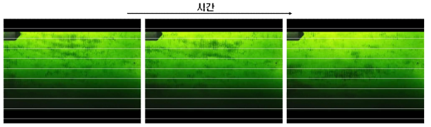 Microsystis의 응집 침전 실험 결과