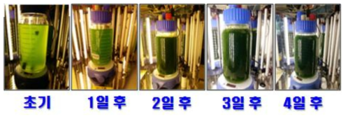 미세조류 배양 결과