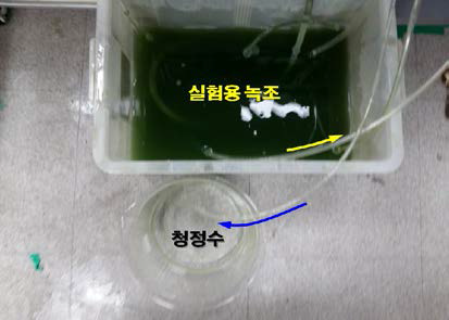 실험용 녹조 및 분리수 배출