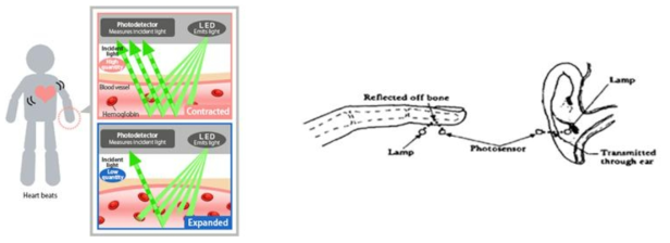 PPG 기반 맥박 측정의 원리